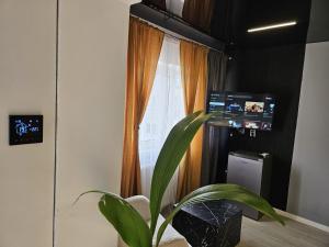 a plant sitting in front of a window at Zet Studio in Brăila +7 photos