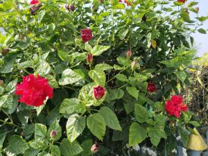Giardino di Kathmandu Airport View Hotel And Lodge
