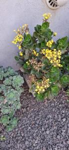 a plant with yellow flowers next to a wall at Apart Las Hermanas in Colón