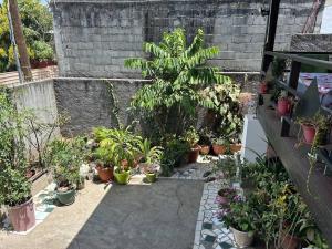 a garden with a bunch of plants and potted plants at Chambre Bachacha in Dzaoudzi