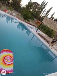 a dog is standing in a swimming pool at Don Emi in San Rafael +2 photos