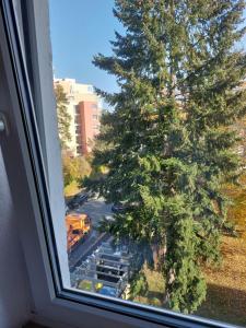 a view of a tree from a window at Nürnberg&Wellcome in Nürnberg +30 photos