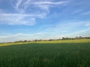 a field of green grass with a blue sky at Huan Janto Homestay - Metta in Chiang Mai