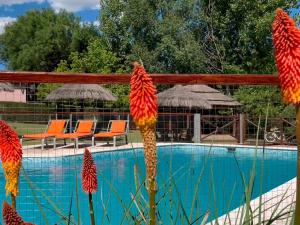 ミナ・クラベロにあるLas Magnolias - Casas de Campoの赤い花が咲くスイミングプール(オレンジの椅子付)