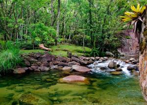 a stream in the middle of a forest with trees at Pousada da Gruta in Visconde De Maua