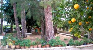A garden outside El Sequer Casa Rural