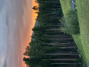 a row of hedge hedges on a lawn at Antler at Lakota 407 home in Winter Park