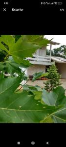 una gran hoja verde delante de un edificio en Casa Urbana, en Blumenau