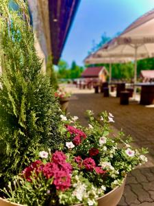 Zahrada ubytování Üksik Rüütel Hotel