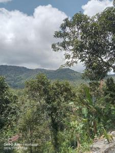 a group of trees with mountains in the background at Ling & Louie's Mountain in Mayong +71 photos
