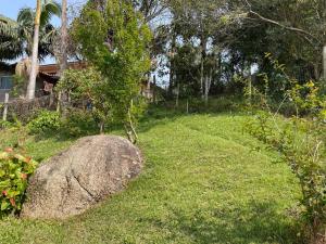 a tree growing on top of a rock in a yard at Villa A with Sea View in Garopaba
