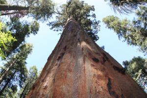 Afbeelding uit fotogalerij van The Pines Resort & Conference Center in Bass Lake