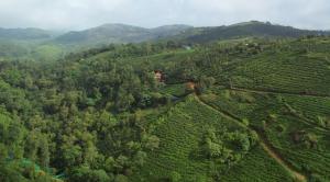 an aerial view of a tea plantation in the mountains at Tea haven by Yathroam in Vagamon +8 photos