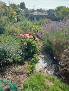 a garden with pink flowers and weeds at Comfortable home on South Hill in Oamaru