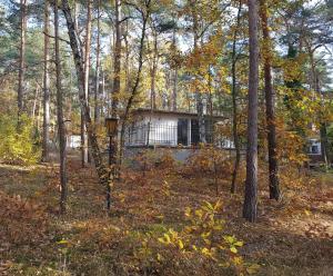 HeideseeHausMeise的森林中的一所房子