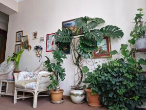 a room with a bunch of potted plants on the wall at Tamari Guest House in Tʼelavi