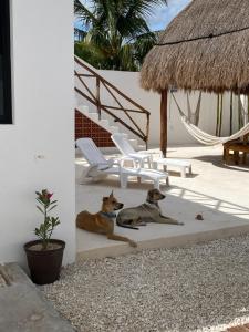 Fotografie z fotogalerie ubytování Casa Loto B v destinaci Chelem