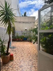 a courtyard with a palm tree and a door at Apartment Nazaha for families only in Tangier