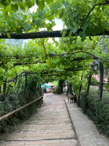 a cat walking down a brick walkway under a tree at Villa Alce in Fontanarosa