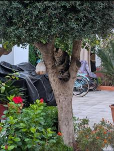 Típico y pintoresco patio de vecinos, con encanto外面的花园