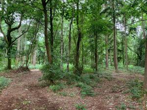 a wooded area with a lot of trees and plants at Sycamore Lodge Uk38193 in Chittoe