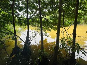 a view of a body of water through trees at Monkey Banana Villa in Galle