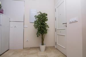 a plant in a pot in a room with a door at Apartamentos Centro Puerto de Santa Maria in El Puerto de Santa María +126 photos