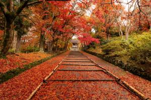 a stone path in the fall with leaves on it at Four Points Flex by Sheraton Kyoto Oike in Kyoto