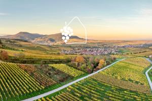 an aerial view of a vineyard with a balloon in the sky at Das Winzereck - 4 Sterne Ferienhaus in der Südpfalz in Ranschbach