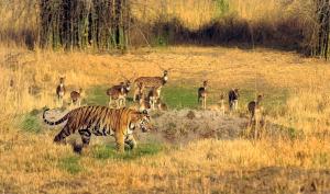 a tiger walking in a field with antelope at Tala Camp in Tāla +1 photo