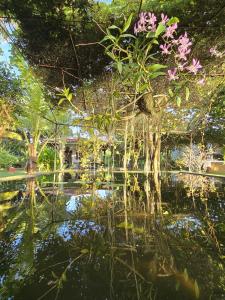 a reflection of a plant in the water at Ginger Harmony Tangalle Lagoon View in Tangalle +86 photos