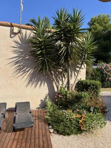 a wooden deck with two chairs and a palm tree at Camping Del Mar 260, Mobile Home Excellence, 3 chambres, 6 personnes, bord de mer in Argelès-sur-Mer