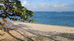 a beach with a tree and a bench and the ocean at Artists House East in Trou d'Eau Douce