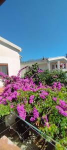 Κήπος έξω από το Mavi