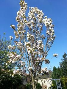 un arbre avec des fleurs blanches sur un ciel bleu dans l'établissement El Oteru I, à Villaviciosa