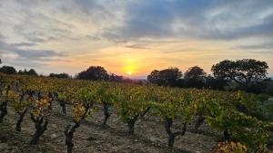 a vineyard at sunset with the sun setting in the background at La Maison de Jeanne in Narbonne