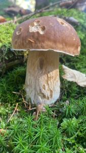 Fotografie z fotogalerie ubytování Appartamento Sorapiss v destinaci Lorenzago
