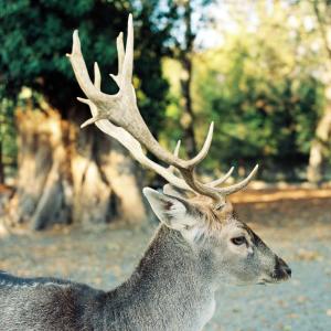Altri animali domestici presso l'hotel o nei dintorni