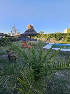 a palm tree with a umbrella next to a pool at Complejo de Cabaña con pileta CABLE A TIERRA Cabaña Blend in San Rafael