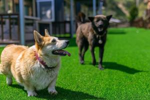 two dogs walking in the grass in a field at Gyeongju Helper pet Pension in Gyeongju +37 photos