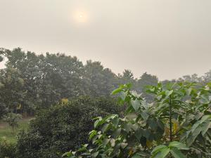 a group of trees in a field with the sky at Nature Homestay in Varanasi