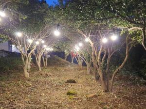 a row of trees lit up at night with lights at Geoje Badaga Joa Pension in Geoje  +22 photos