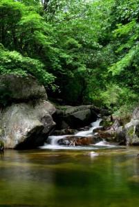 una corriente de agua con rocas en un bosque en Seonbichon Lake Pension, en Yeongju
