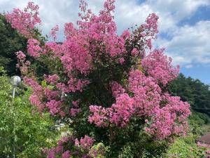a flowering tree with pink flowers on it at Hill House Pension in Inje