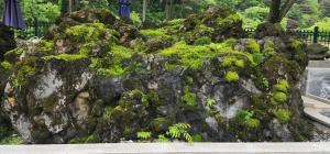 a large rock covered in green moss at Pocheon Park Hotel in Songju