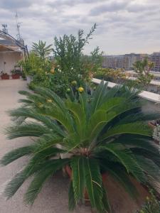 una palmera en la parte superior de un edificio en B&B GANAJ La terrazza di Ganaj BARI, en Bari