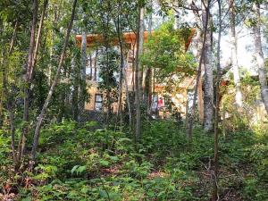 ein Haus inmitten eines Waldes voller Bäume in der Unterkunft Cabañas y Casas Hualles in Coñaripe