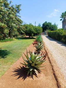 a row of plants on the side of a dirt road at 86 on Jubilee in Oudtshoorn +12 photos