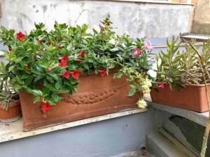 a planter filled with flowers on a window sill at NINA'S HOUSE - Monti Residences in Rome