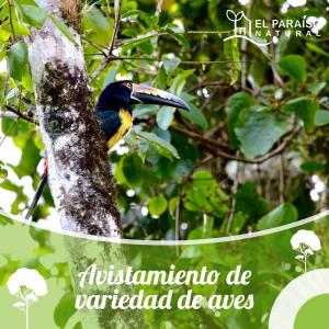 Fotografie z fotogalerie ubytování Cabaña el Guayabal v destinaci Pejibaye